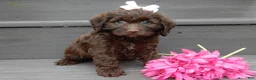 Cockapoo dogs for sale: Molly - Ad 5