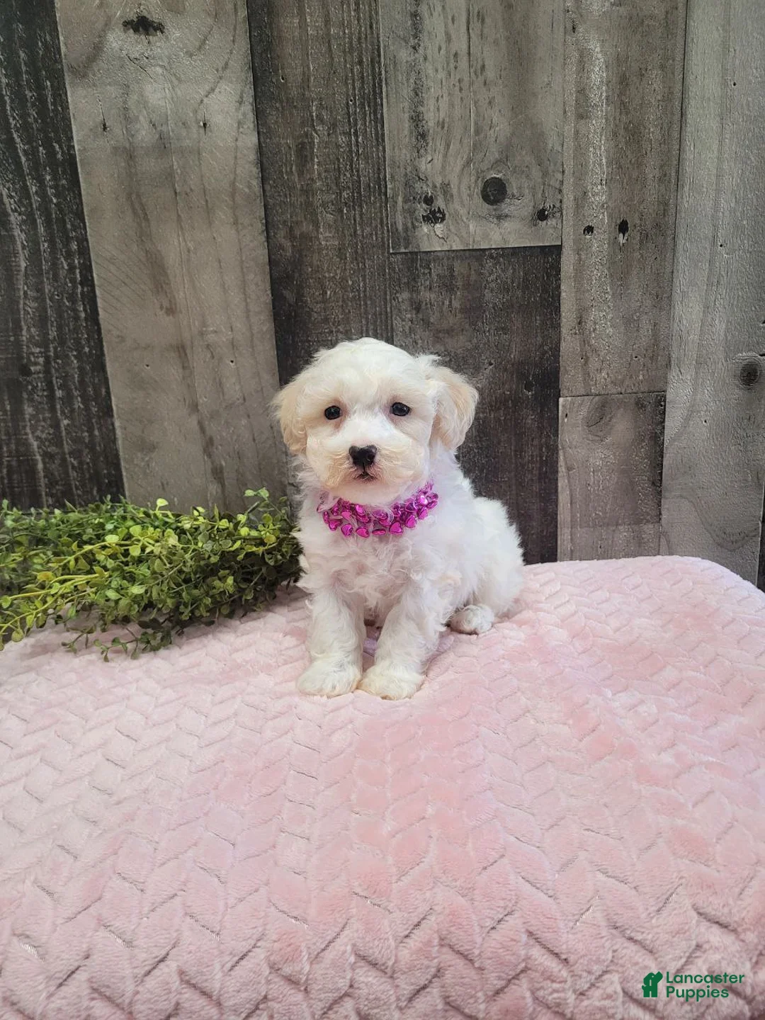 Bichpoo dogs for sale: Spice - Ad 3