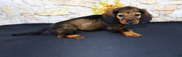 Miniature Dachshund dogs for sale: Wendy - Ad 10