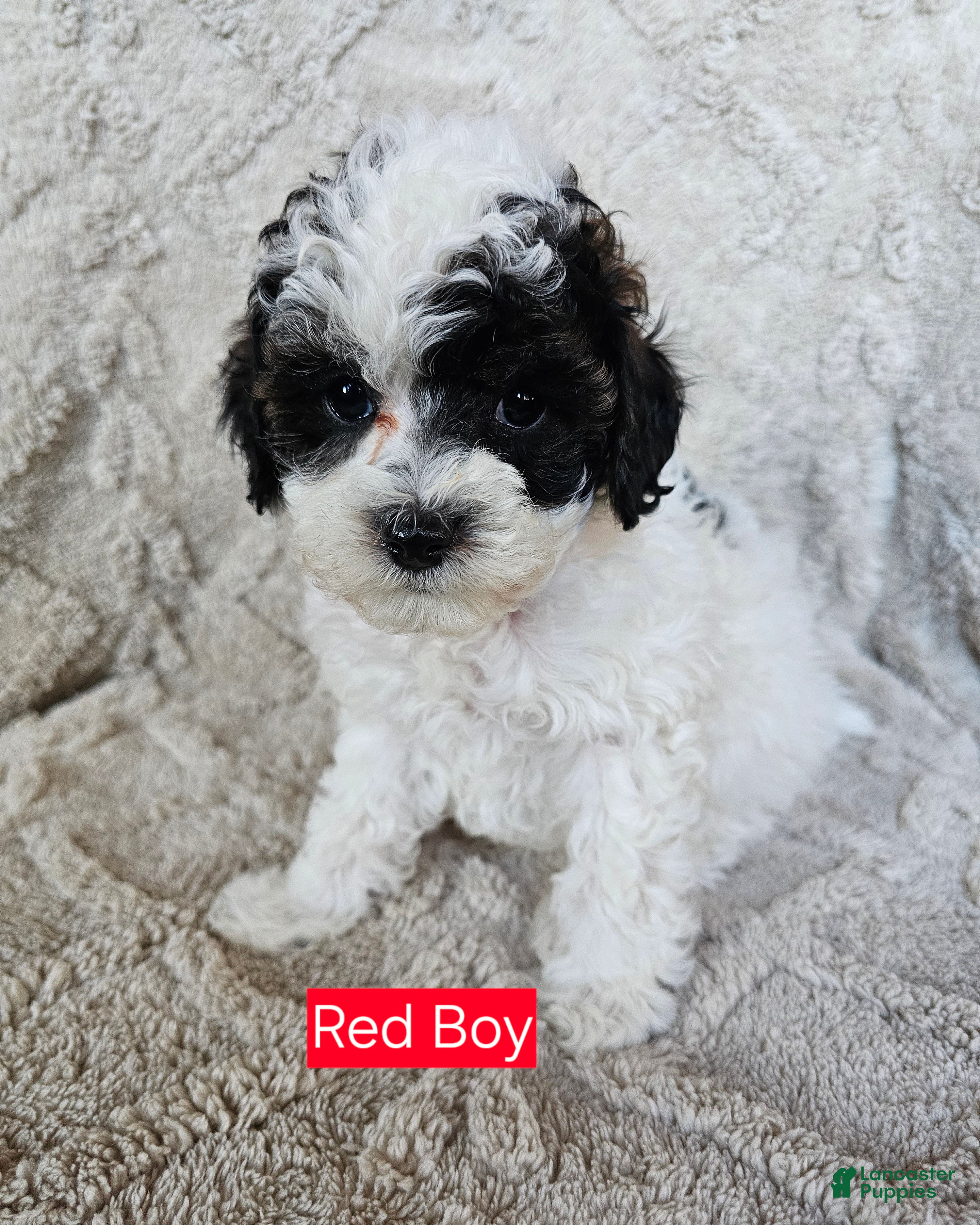 Cavapoo dogs Cavapoo - Red Boy - Ad 1