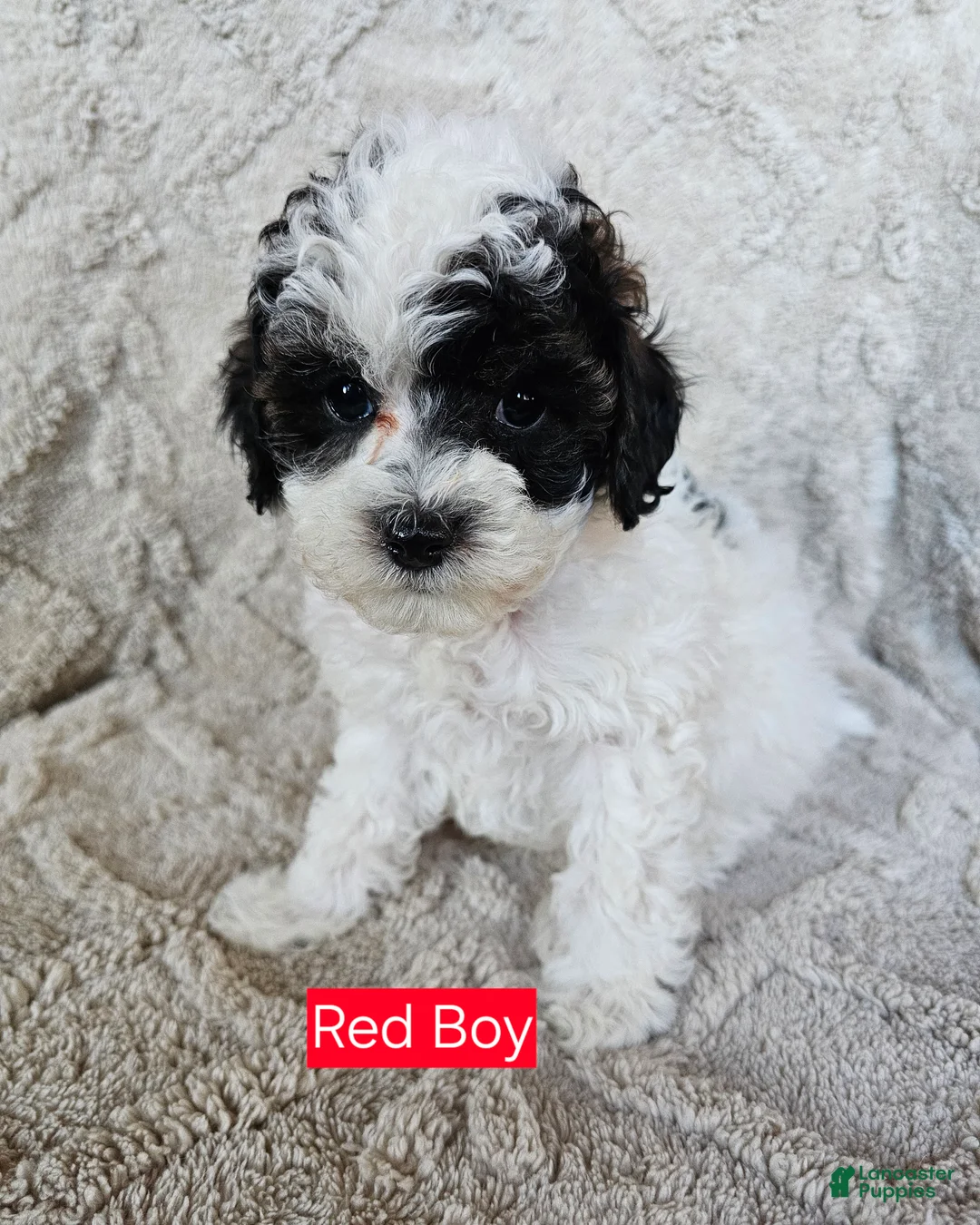 Cavapoo dogs for sale: Cavapoo - Red Boy - Ad 1