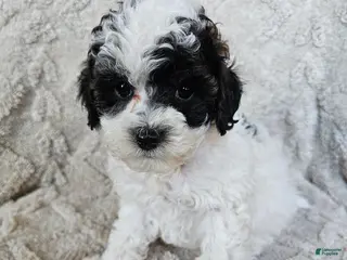 Cavapoo dogs for sale: Cavapoo - Red Boy - Ad 1