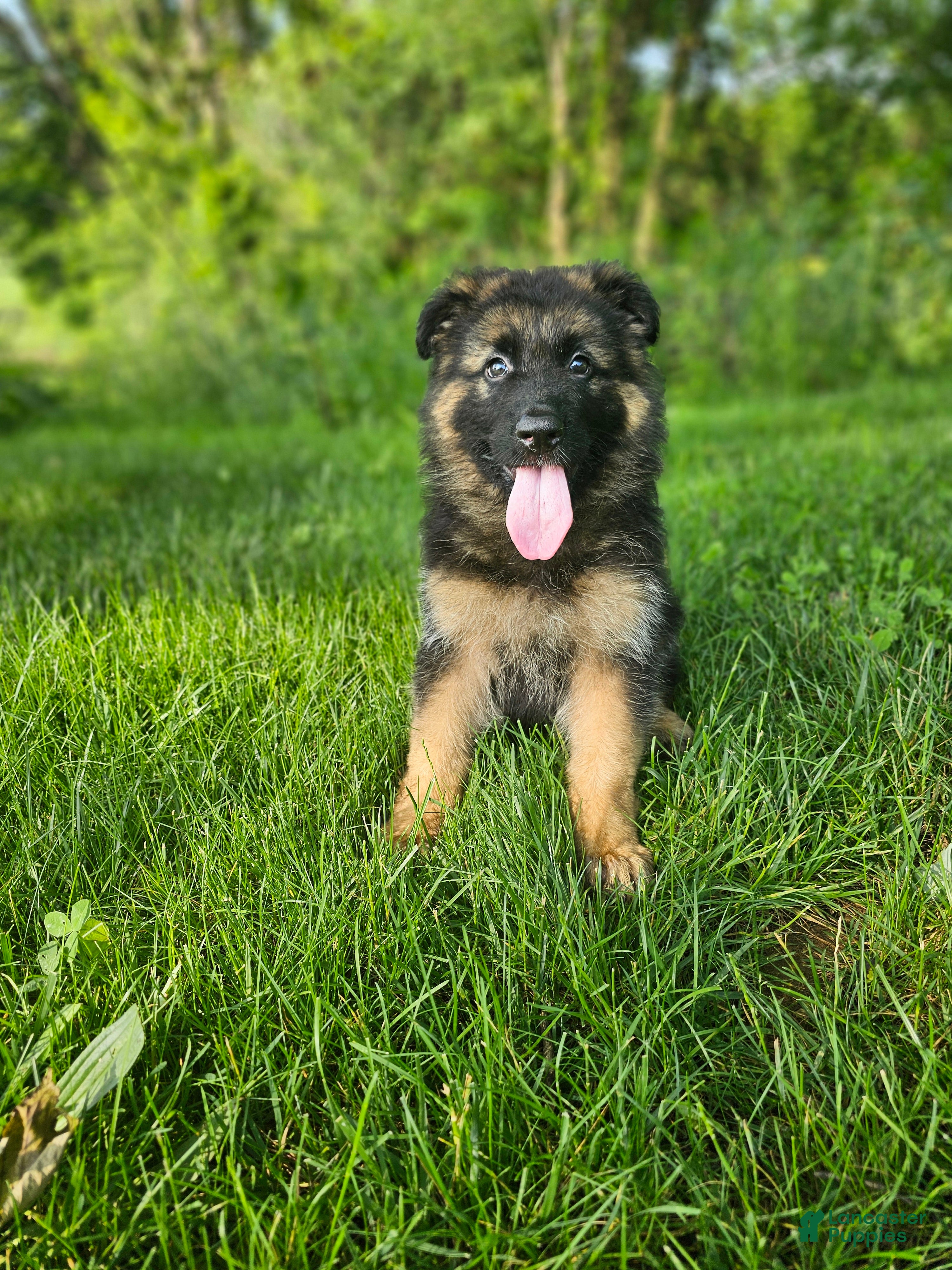 German Shepherd dogs Teddy - Ad 1