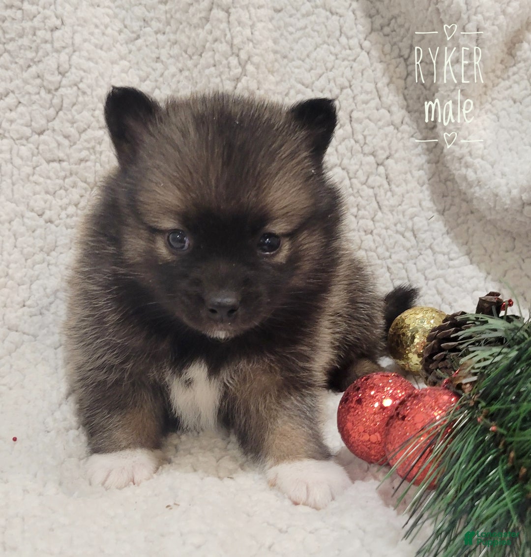 Pomsky dogs for sale: Ryler - Ad 5