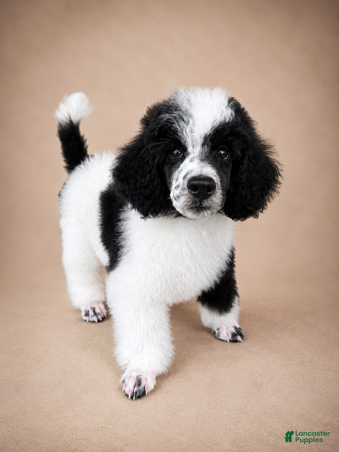 Miniature Poodle dogs Bodhi - Ad 2