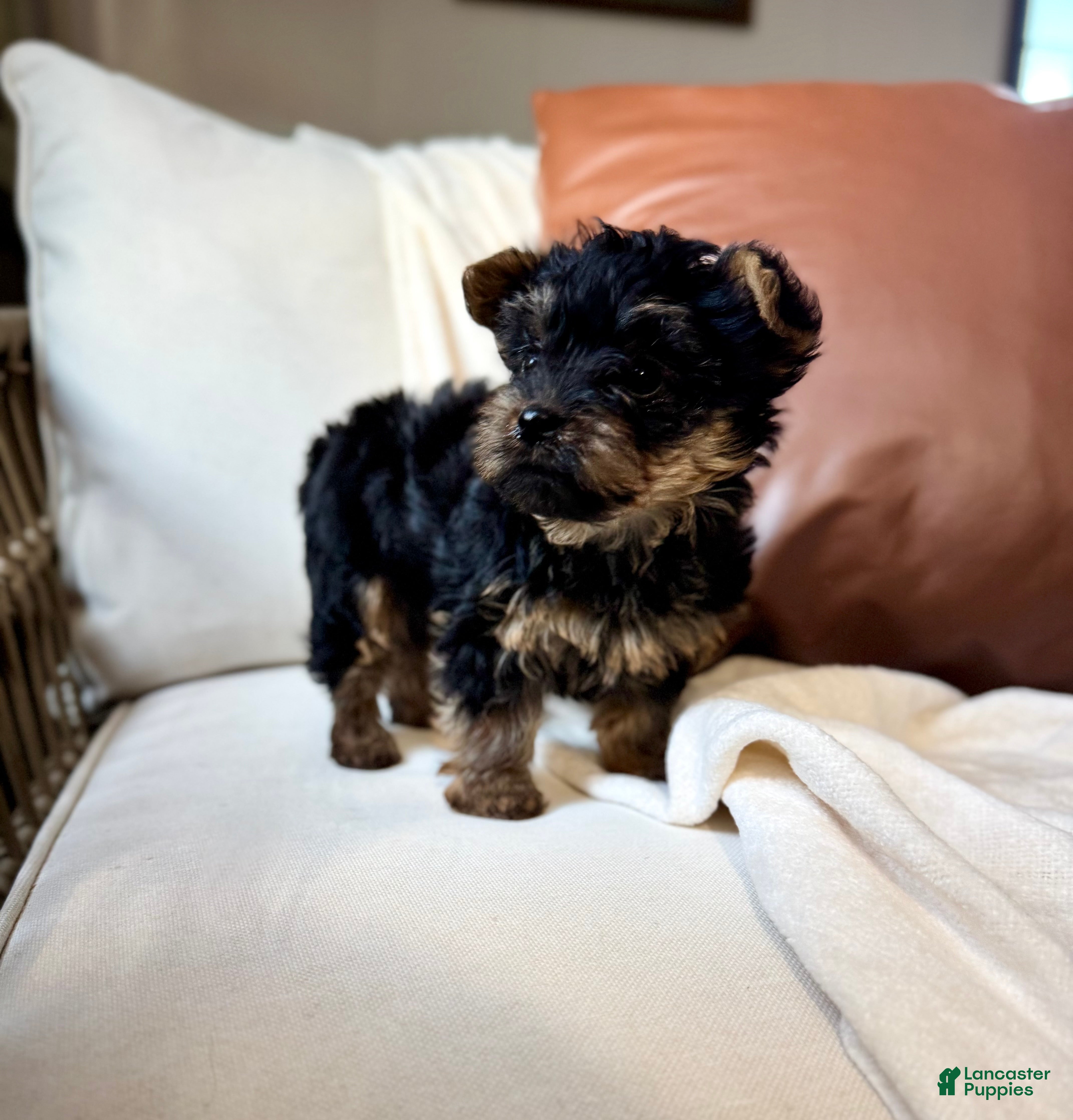 Yorkiepoo dogs Benson - Ad 41