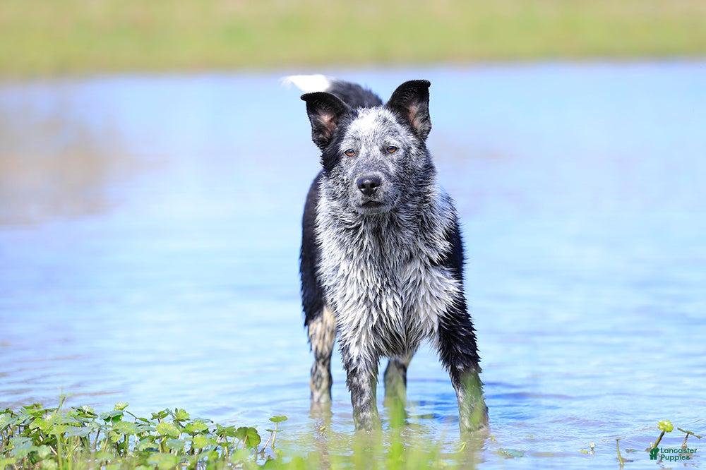 Australian Cattle Dog dogs Noah - Ad 1