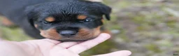 Rottweiler dogs for sale: Rottweiler 2 - Ad 5