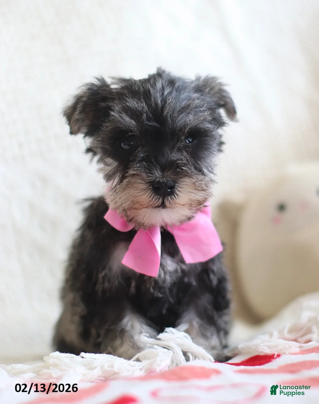 Miniature Schnauzer dogs for sale: Sandy - Ad 2