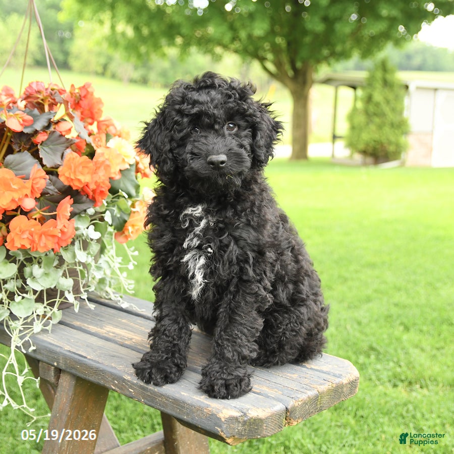 Cockapoo dogs Riley - Ad 1