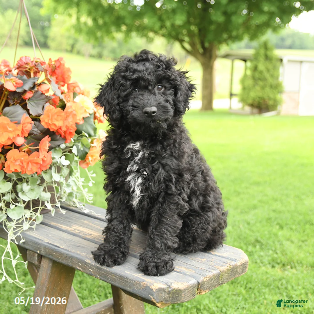 Cockapoo dogs for sale: Riley - Ad 1