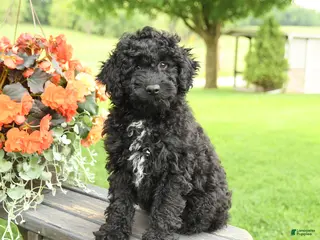 Cockapoo dogs for sale: Riley - Ad 2