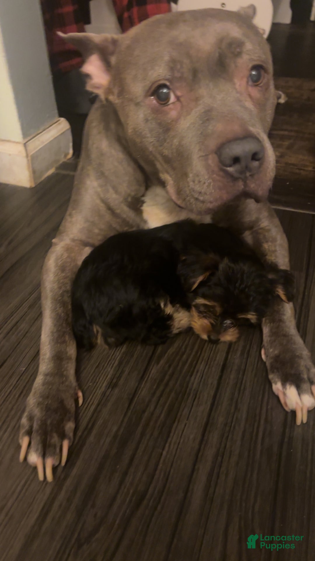 Yorkshire Terrier dogs for sale: Yorkshire Terrier juno - Ad 5