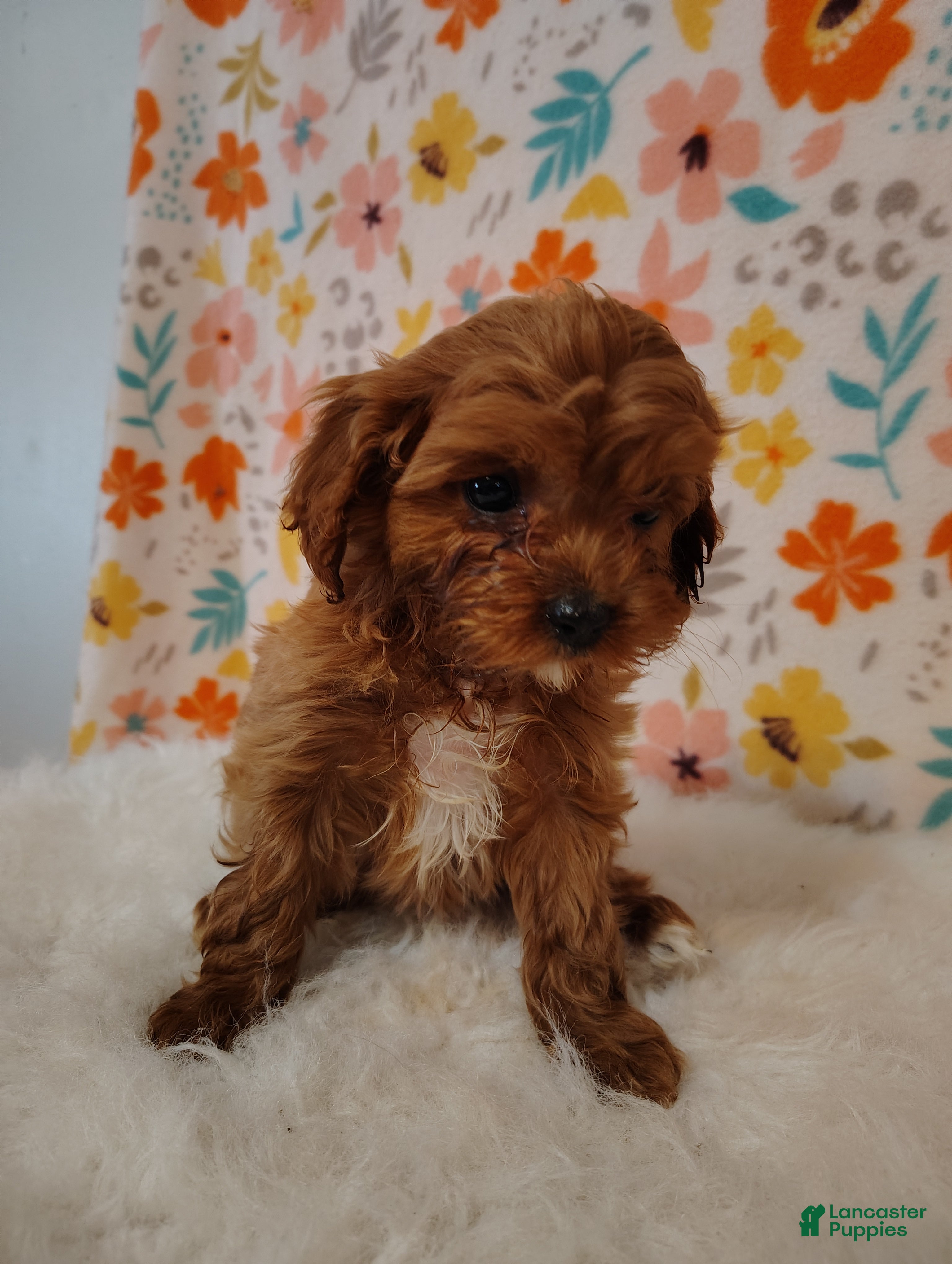 Cavapoo dogs Layla - Ad 1
