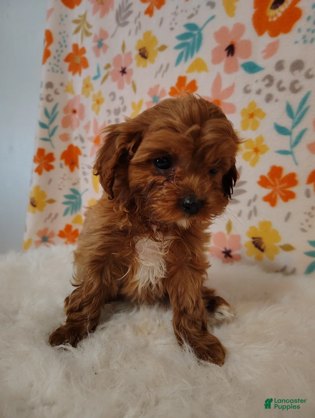 Cavapoo dogs for sale: Layla - Ad 1