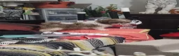 Shih Tzu dogs for sale: Shih Tzu 2 - Ad 1