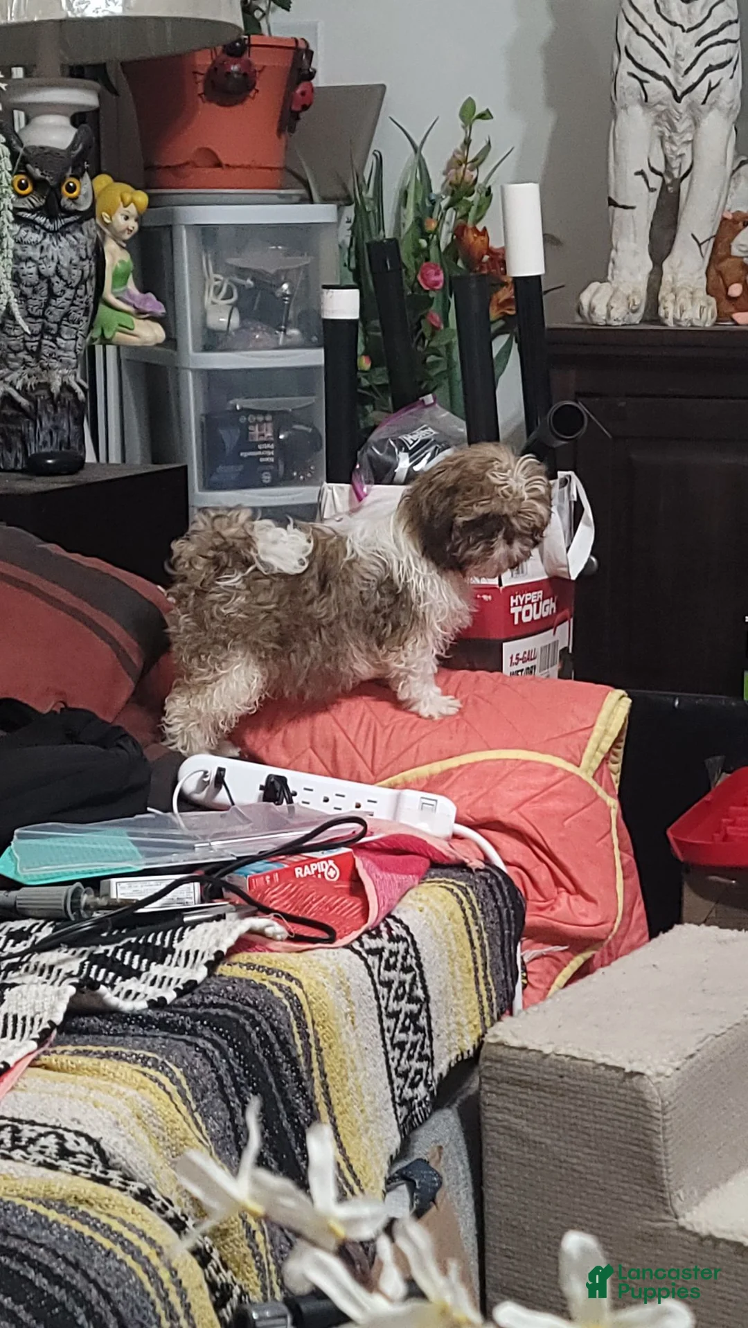 Shih Tzu dogs for sale: Shih Tzu 2 - Ad 1