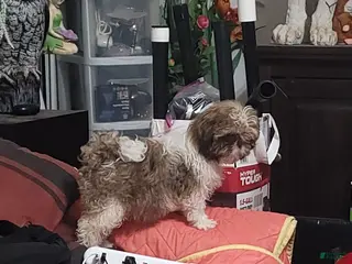 Shih Tzu dogs Shih Tzu 2 - Ad 9
