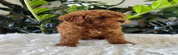Mini Goldendoodle dogs for sale: Gunner - Ad 6
