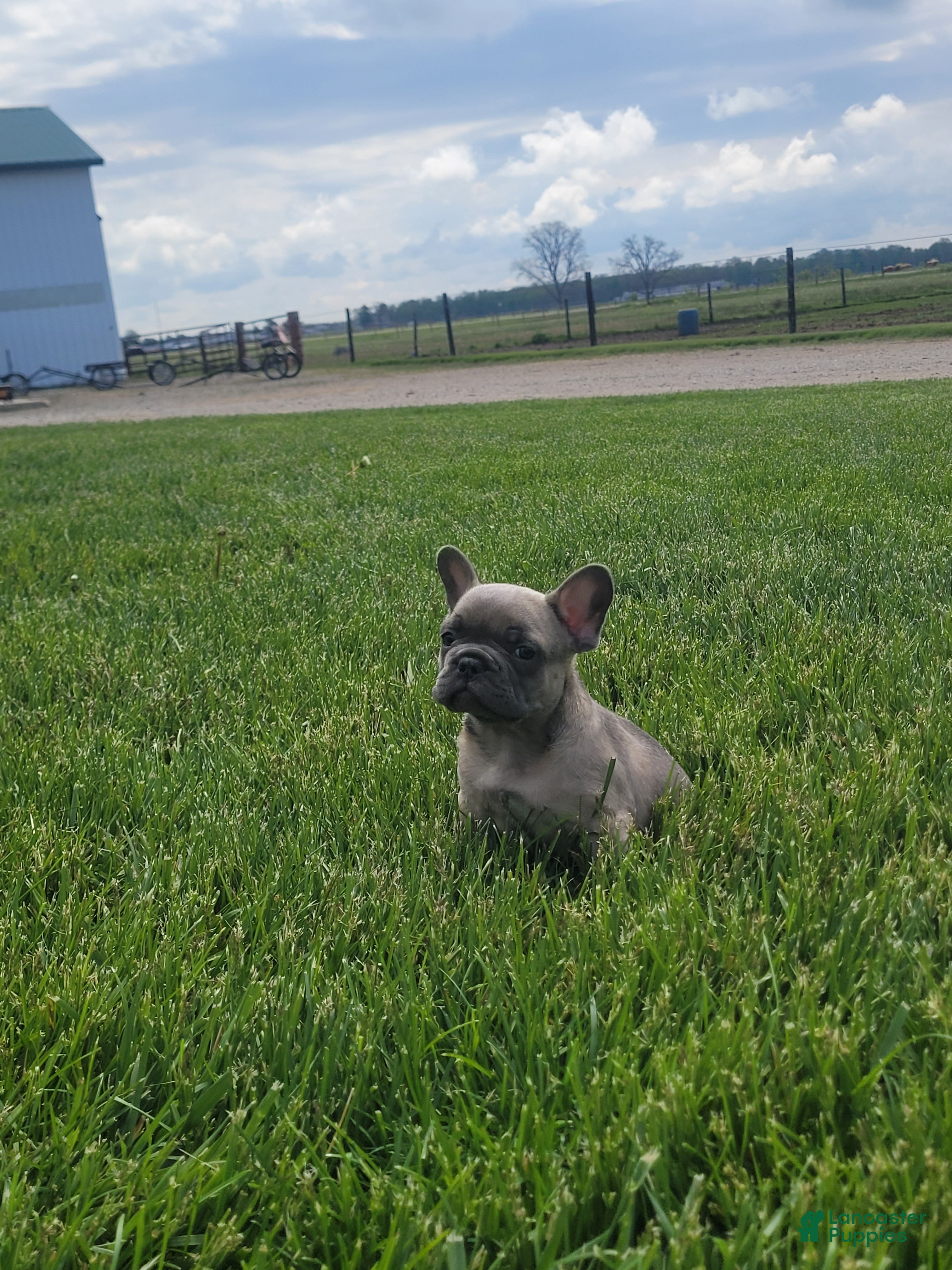 French Bulldog dogs Boston, puppy 2 - Ad 2