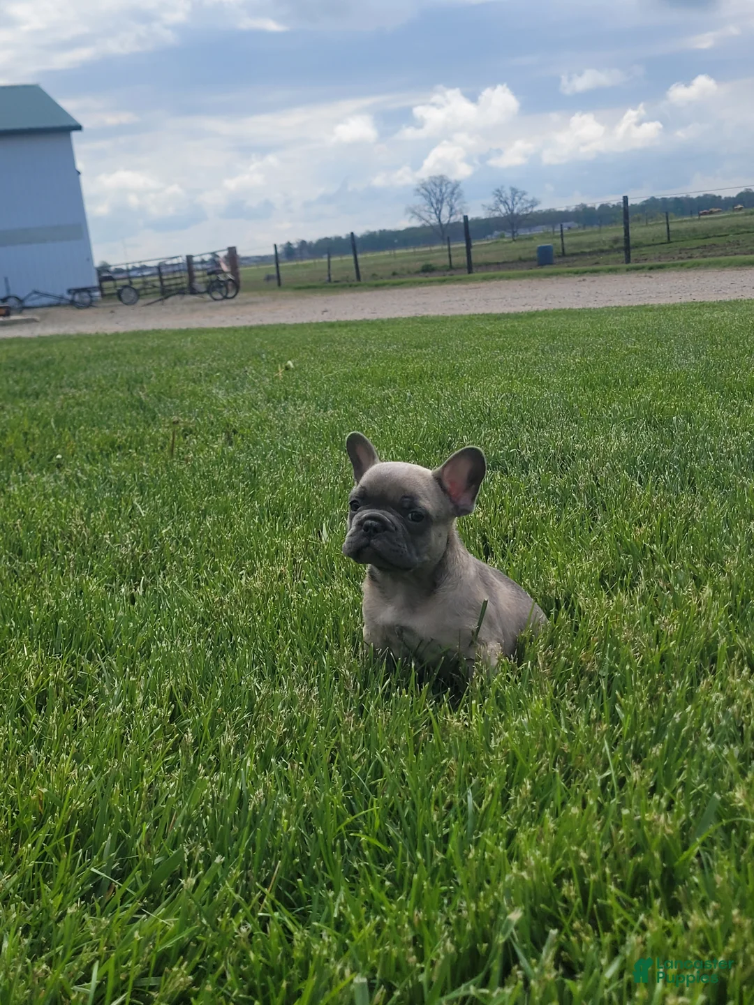 French Bulldog dogs for sale: Boston, puppy 2 - Ad 2