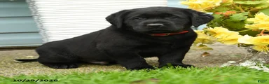 Coal