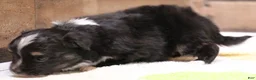 Toy Australian Shepherd dogs for sale:  Genie black-tri female with tail - Ad 2