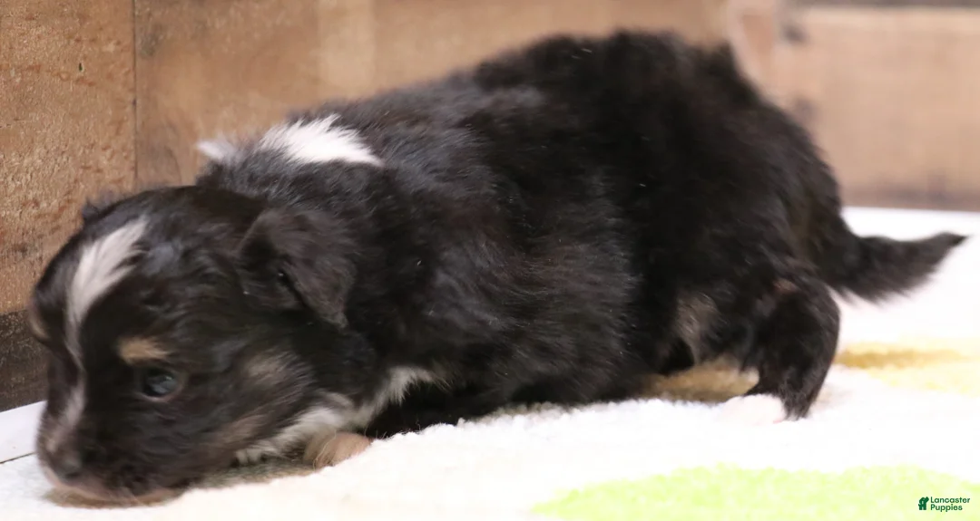 Toy Australian Shepherd dogs for sale:  Genie black-tri female with tail - Ad 2