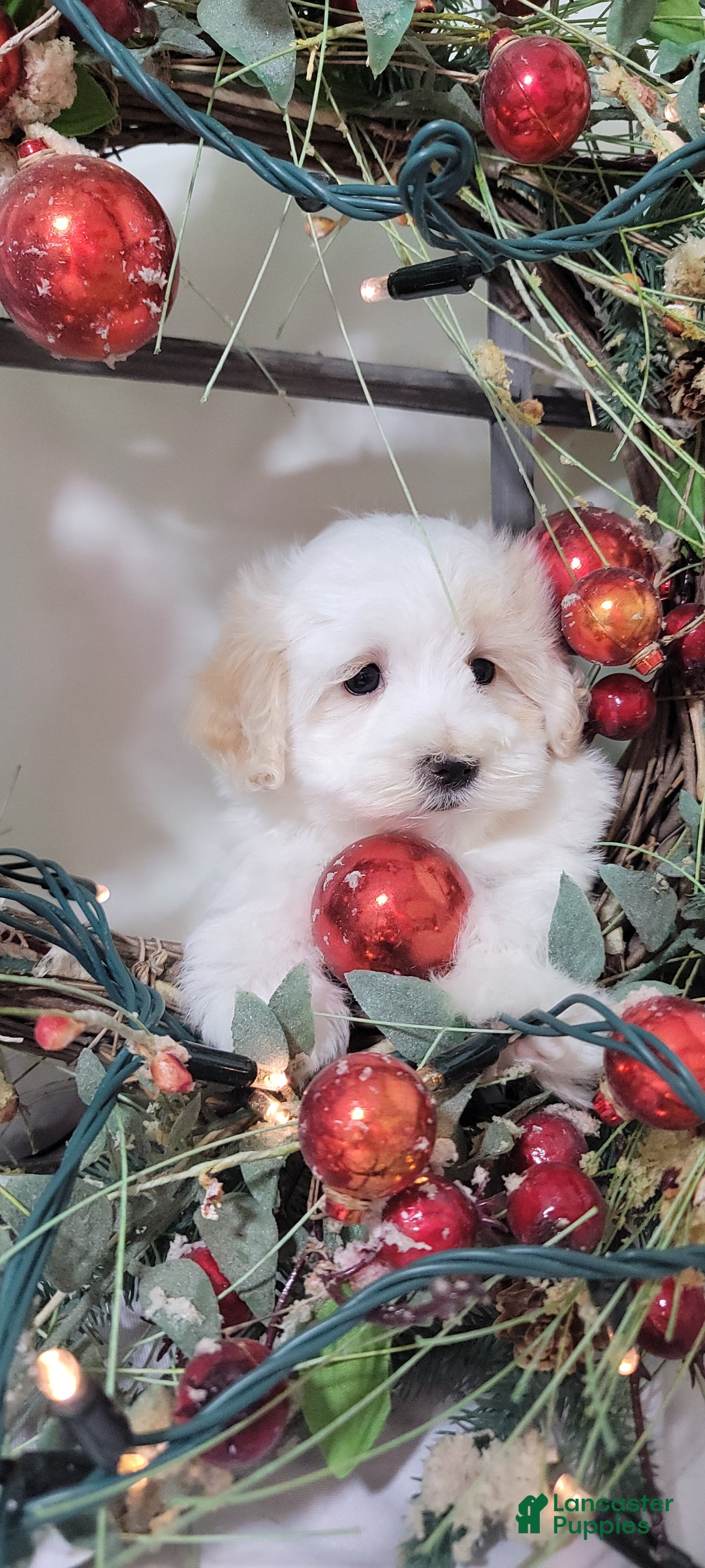 Maltipoo dogs for sale: Mason - Ad 4