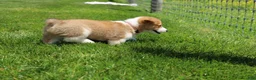 Welsh Corgi Pembroke dogs for sale: Shophie  - Ad 12
