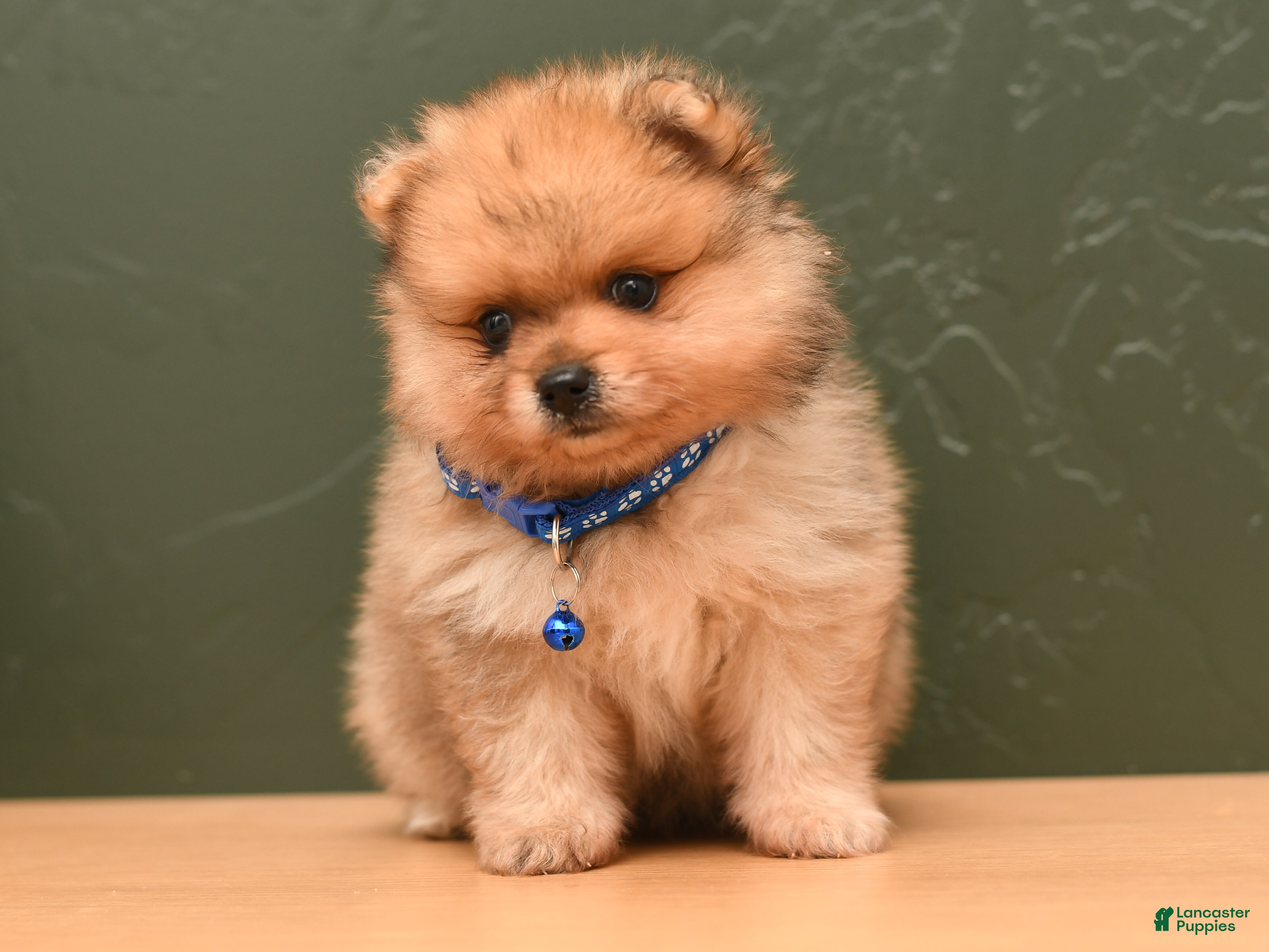 Pomeranian dogs Quinn - Ad 2
