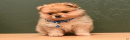 Pomeranian dogs for sale: Quinn - Ad 2
