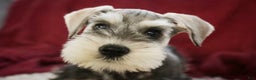 Miniature Schnauzer dogs for sale: Nicholas - Ad 4