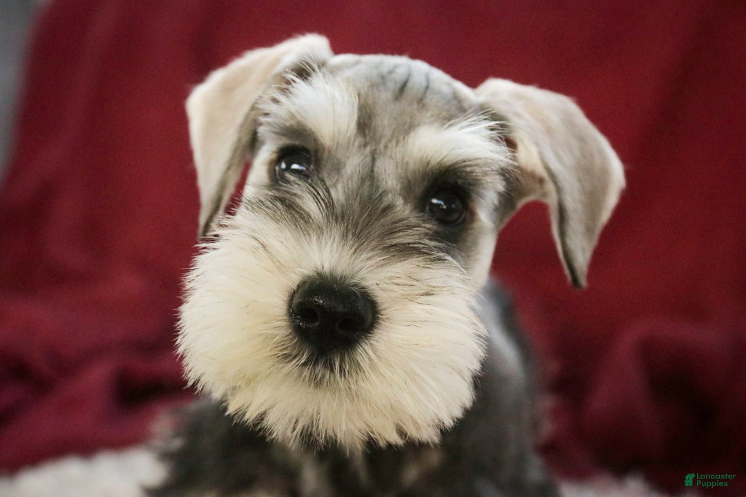 Miniature Schnauzer dogs for sale: Nicholas - Ad 4