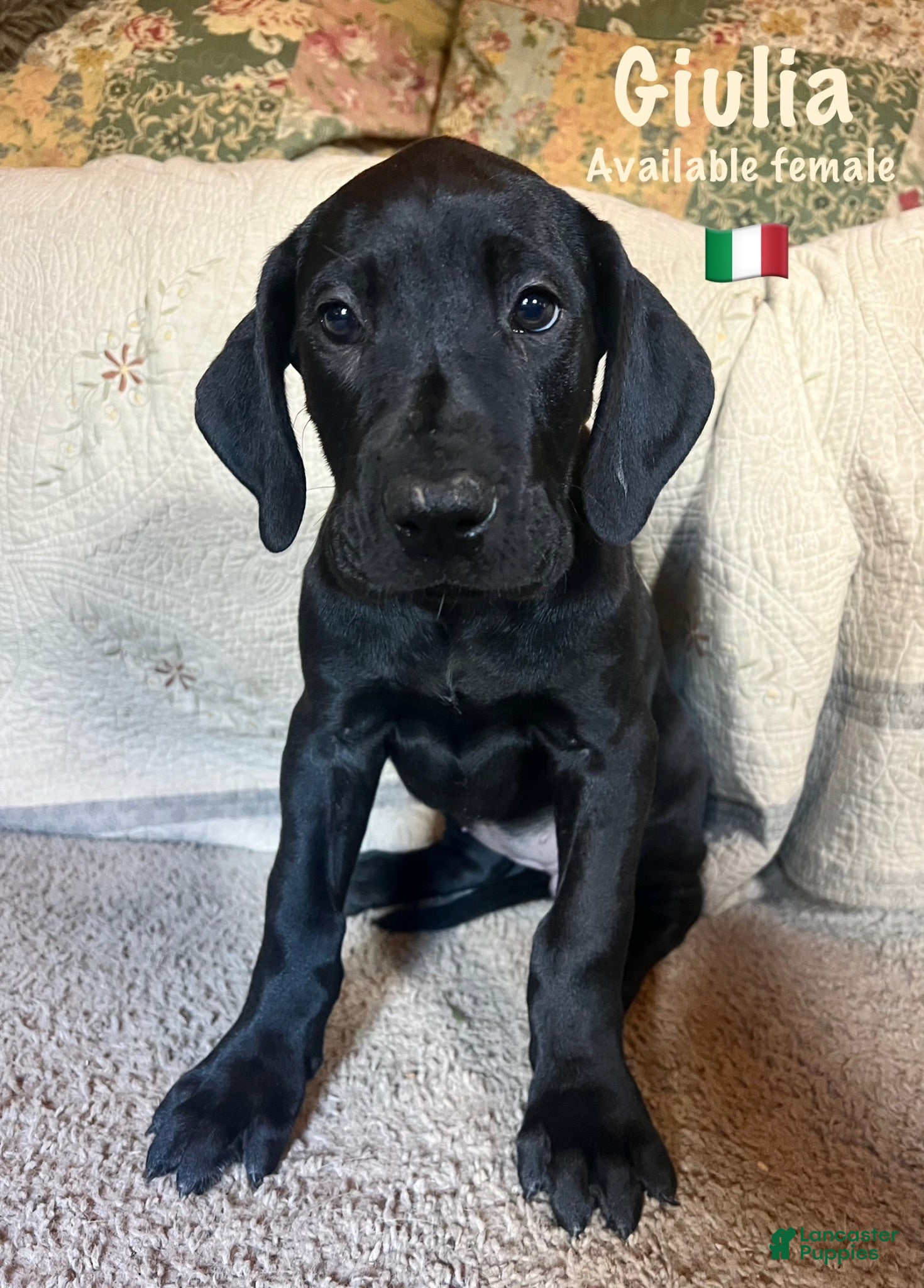 Great Dane dogs Giulia - Ad 1