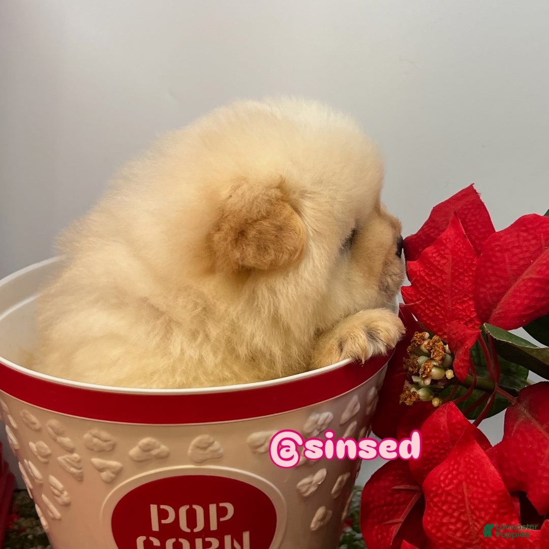 Chow Chow dogs for sale: Noel - Ad 12