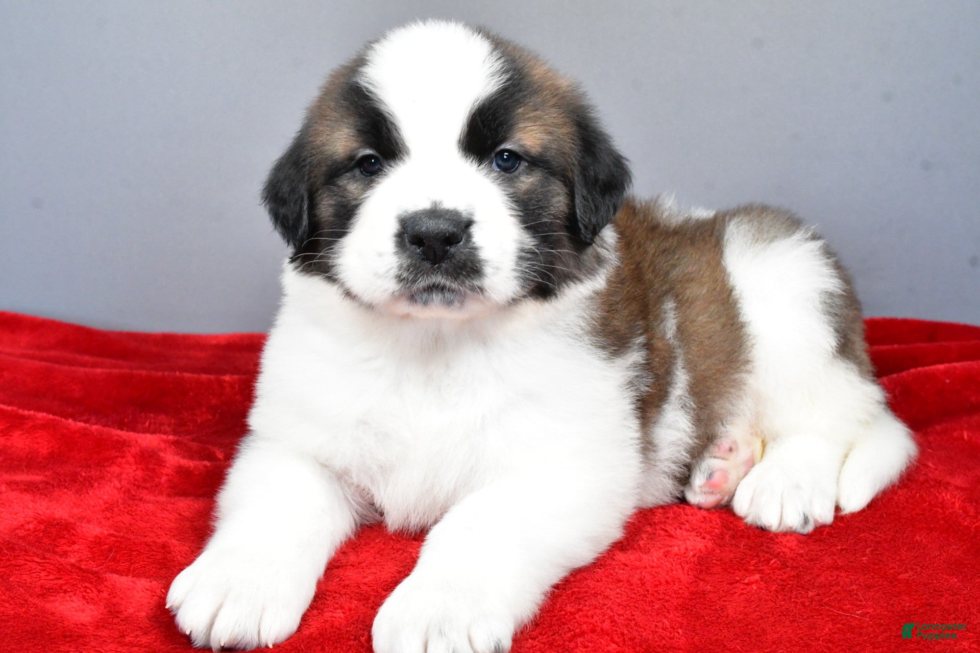Saint Bernard dogs amber - Ad 2