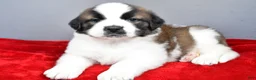 Saint Bernard dogs for sale: amber - Ad 2