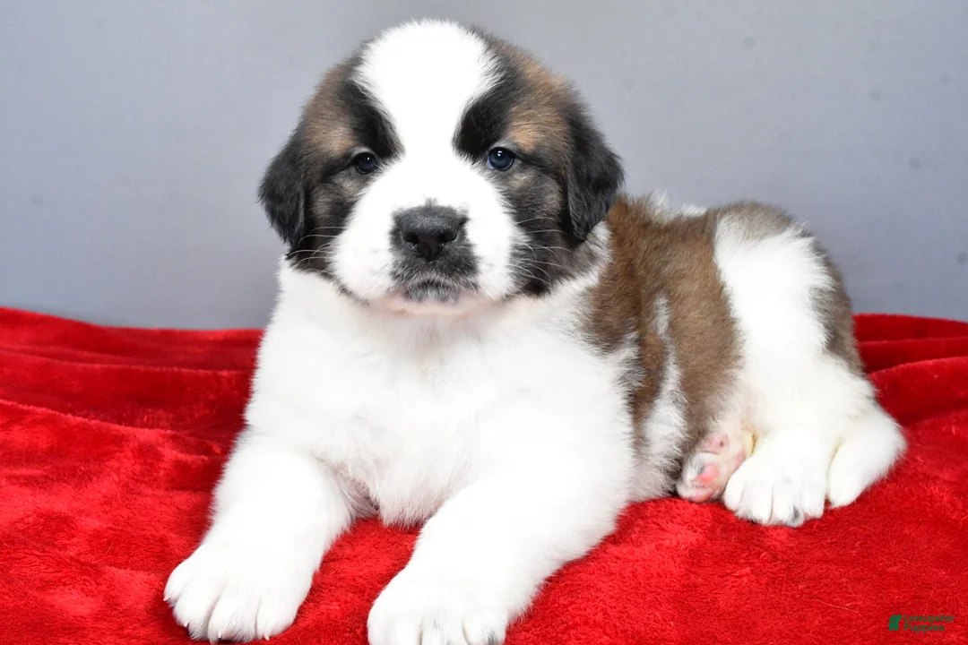 Saint Bernard dogs for sale: amber - Ad 2