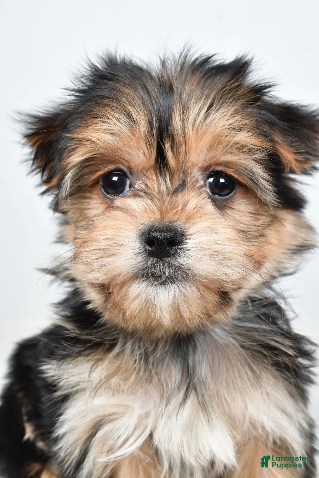 Morkie dogs for sale: Rita - Ad 9