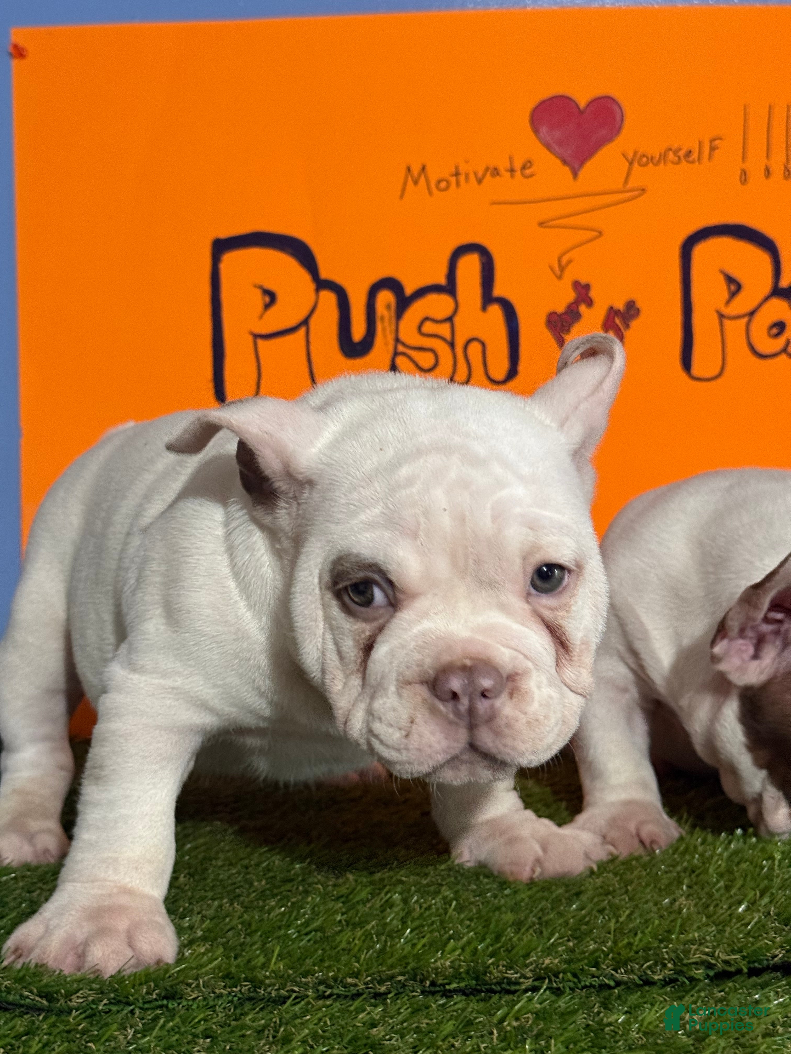 American Bully dogs American Bully Puppy 1 - Ad 3