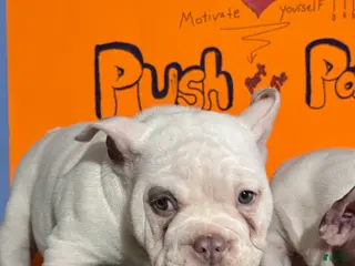 American Bully dogs American Bully Puppy 1 - Ad 3