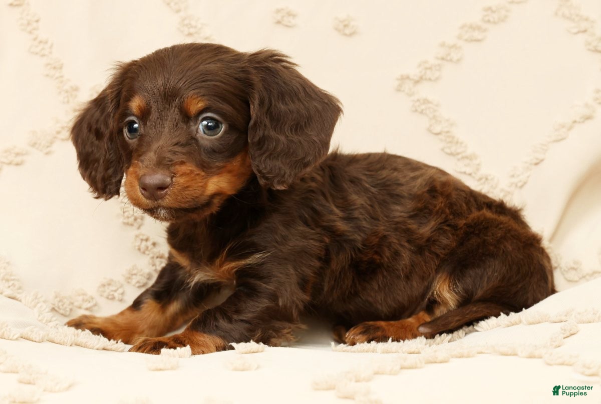 Miniature Dachshund dogs Frankie - Ad 2