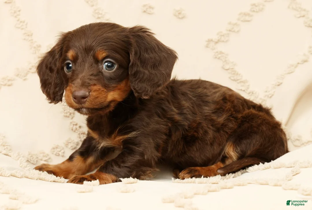Miniature Dachshund dogs for sale: Frankie - Ad 2