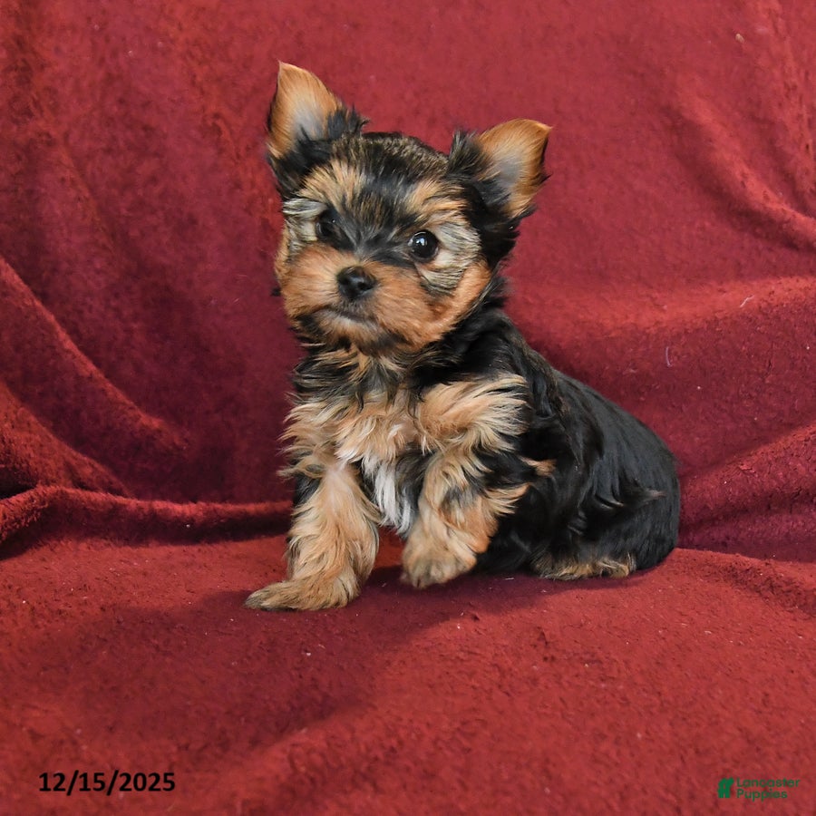 Yorkshire Terrier dogs Jonny - Ad 10