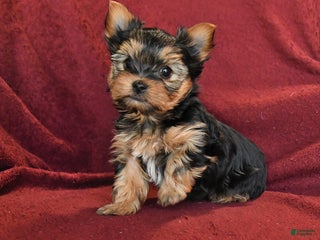 Yorkshire Terrier dogs Jonny - Ad 10
