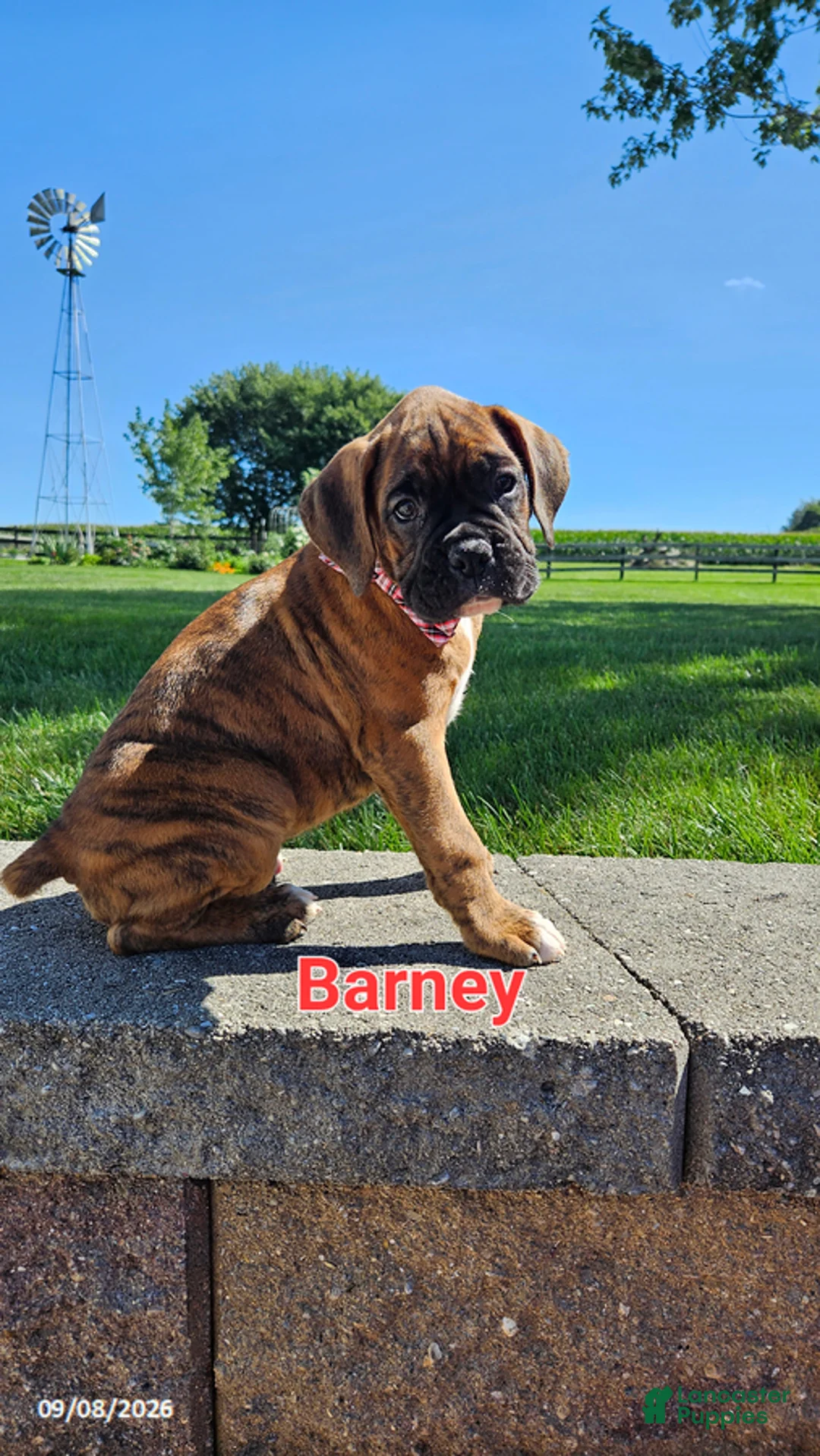 Boxer dogs for sale: Barney - Ad 1