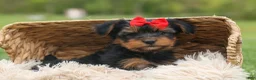 Yorkshire Terrier dogs for sale:  Benji  💛🐾 - Ad 4