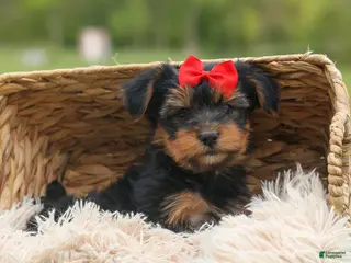 Yorkshire Terrier dogs for sale: Benji 💛🐾 - Ad 3