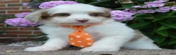 Mini Aussiedoodle dogs for sale: Mini Ace - Ad 13